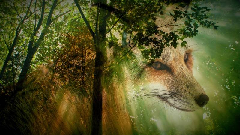 Selección de libros de animales para niños de 6 a 9 años